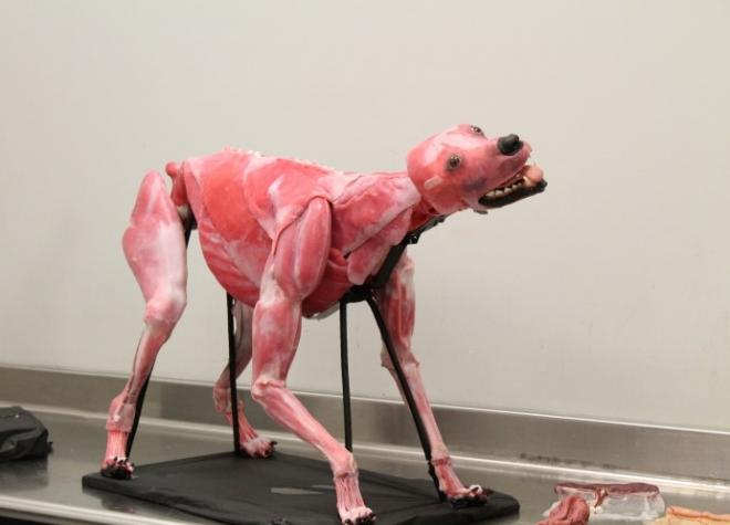 Chamado de Syndaver Canine, o cachorro sintético será utilizado para simulações cirúrgicas e treinamentos de habilidades