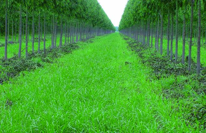 Boas mudas garantem uma floresta de eucaliptos sadia e vistosa