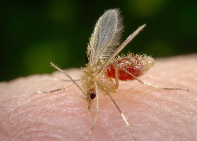 Leishmaniose é transmitida por um mosquito, quase invisível, o flebotomíneo, que se reproduz em meio a matérias em decomposição