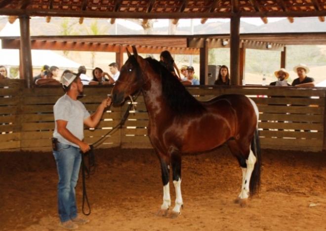 Exposição avaliará a marcha e morfologia do cavalo