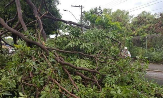 Árvores cairam sobre carros e vias de Belo Horizonte durante a chuva