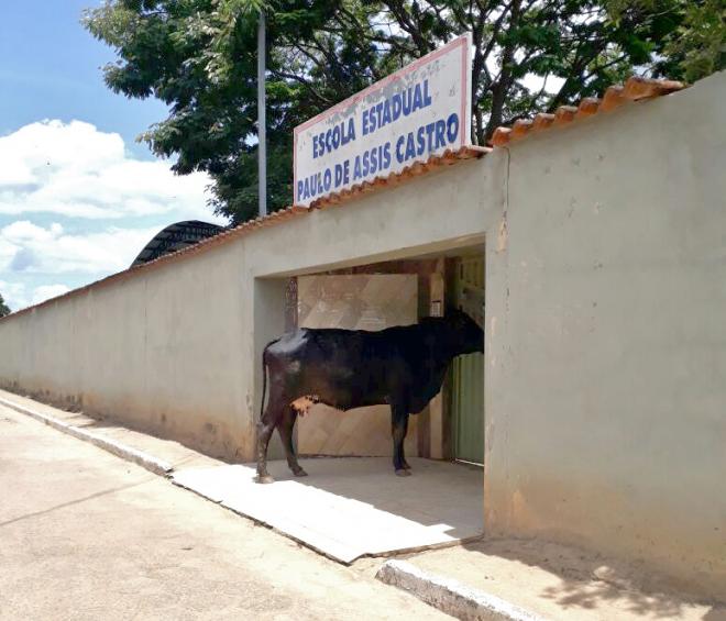 Vaca em porta de escola fechada pelo estado gerou polêmica em Conceição de Minas