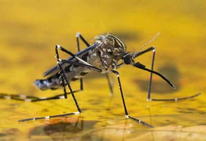Aedes aegypti é o transmissor da febre amarela ao homem 