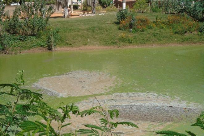 Lagoa localizada no Centro de Ipaba está morrendo por excesso de poluição, aponta estudo 
