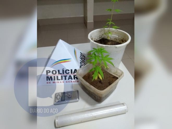 Os pés de maconha, uma porção da droga e outros objetos apreendidos na casa de um denunciado