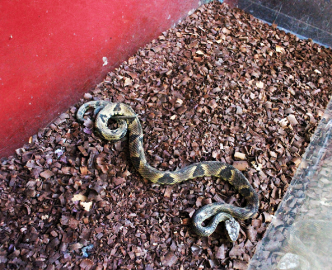 A maioria das cobras que aparecem na região do Vale do Aço são não-peçonhentas