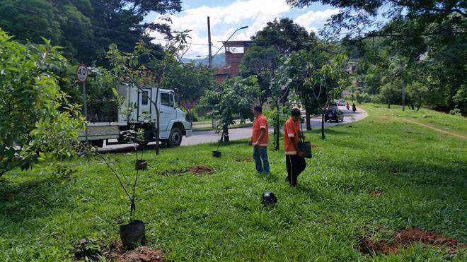 Arborização da avenida João Lourenço Alves, entre os bairros Vila Formosa e Limoeiro