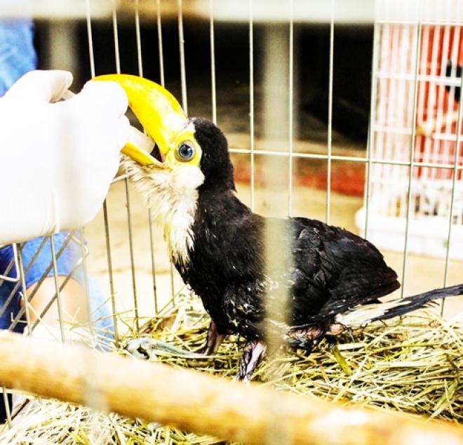  Nesta época se intensifica o tráfico de animais silvestres