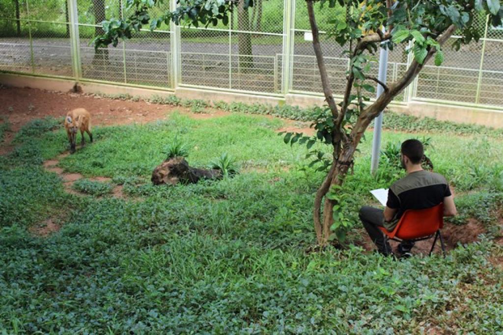 A curiosa cena do jovem assentado numa cadeira, no mesmo recinto da loba, lendo ou conversando com o animal, faz parte do projeto Condicionamento operante de uma fêmea de lobo-guará em cativeiro como subsídios para o aprimoramento do manejo”
