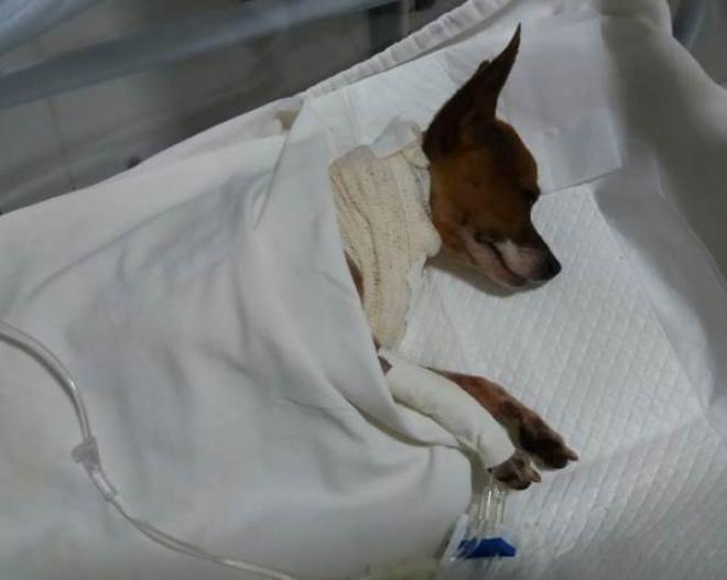 Por volta de meio-dia o proprietário do animal procurou pela Delegacia de Polícia Civil de Caratinga