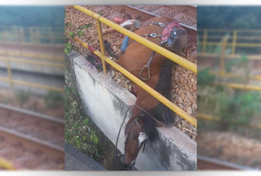 Jovem de 19 anos foi socorrido a mão esquerda decepada; o cavalo que montava morreu  