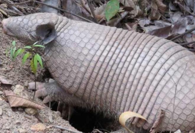 Foram identificadas 371 espécies de aves e 41 de mamíferos de médio e grande porte presentes nas áreas da Cenibra 