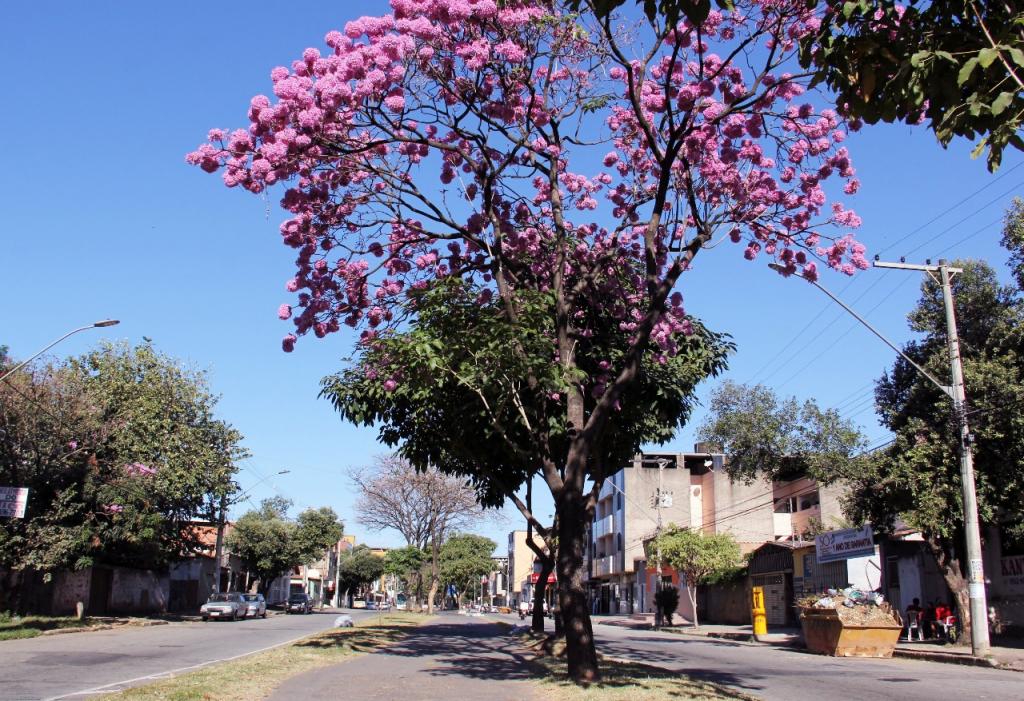 Ipê florido na avenida Londrina, bairro Veneza 