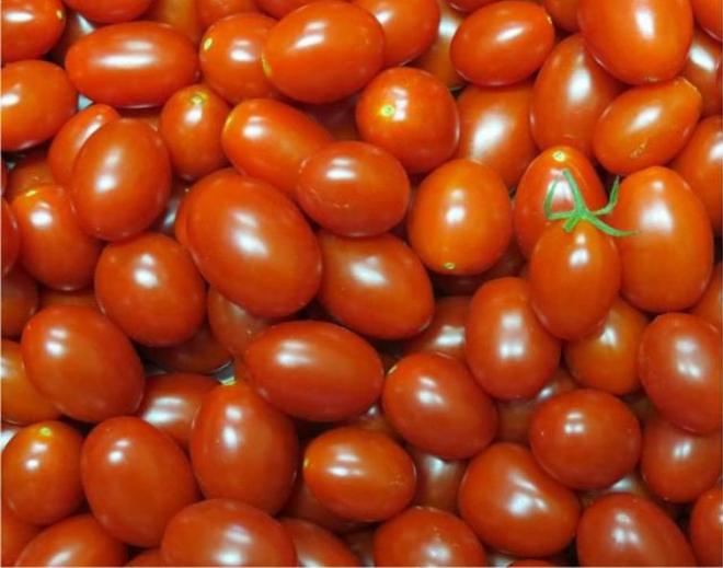 Embrapa desenvolve tomate rico em licopeno 