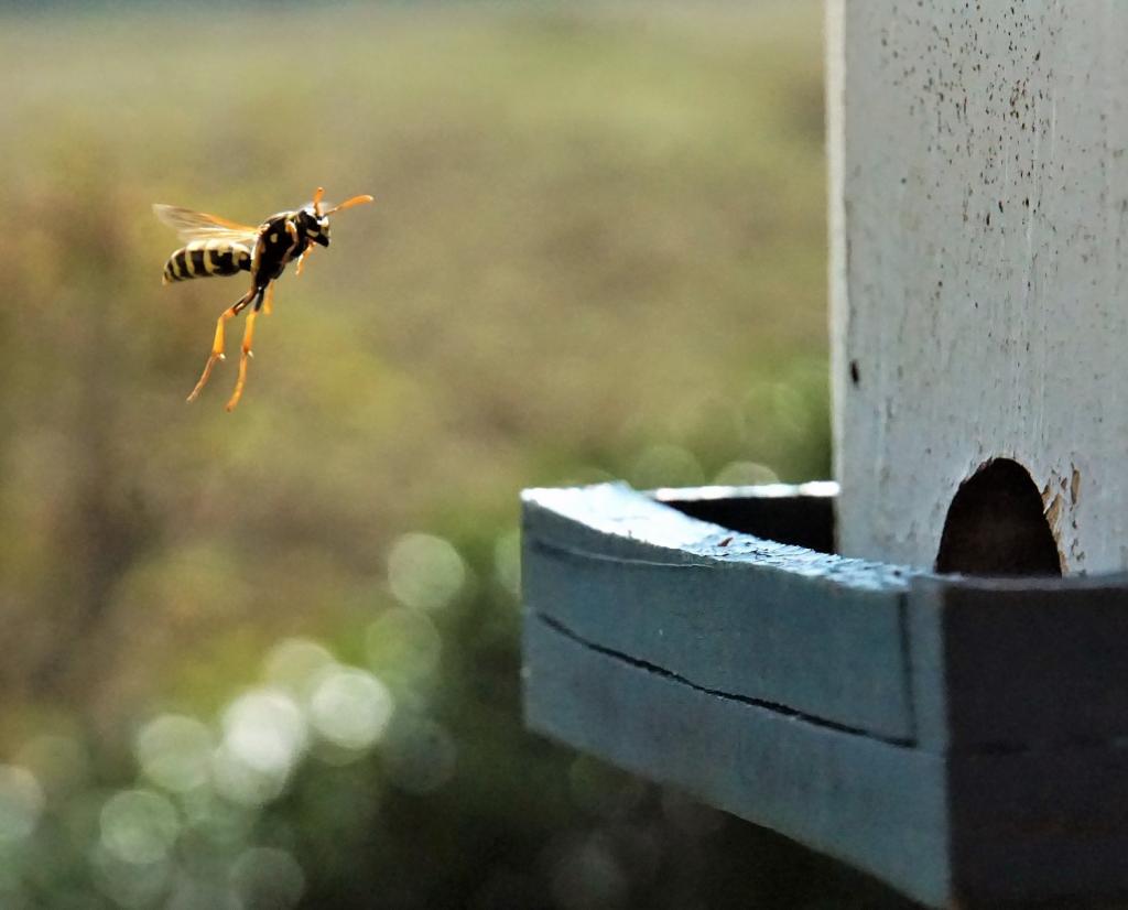 Tipos de marimbondo e como se proteger - Insect Bye