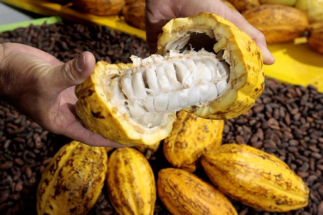 O fruto do cacau é matéria-prima para os bons chocolates