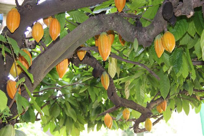 Os produtores de cacau vão ser beneficiados com o projeto