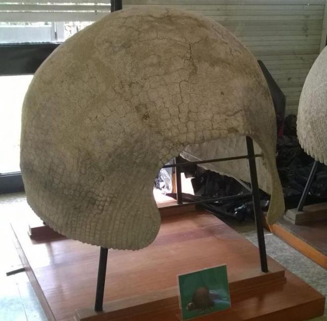 Carapaça de um tatu gigante pré-histórico é encontrada no Uruguai 
