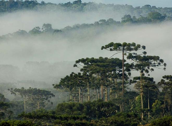 A Araucária é uma das espécies mais ameaçadas do Brasil / Foto: Zig Koch 