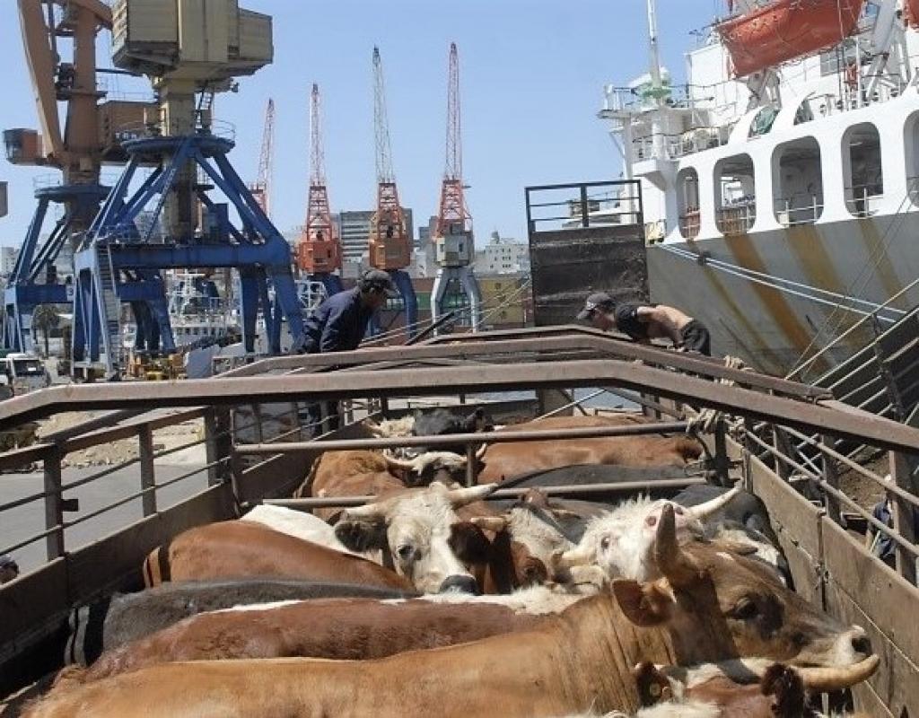 Irã vai importar gado vivo do Brasil | Portal Diário do Aço