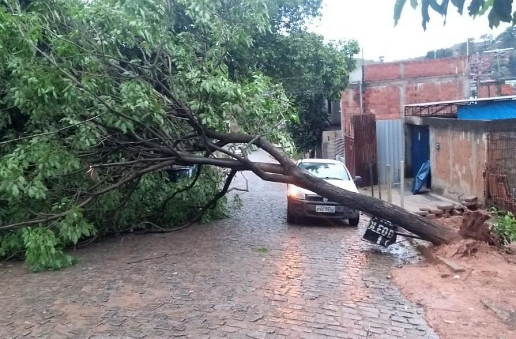 Queda de árvore no Caladinho de Cima, em Coronel Fabriciano 