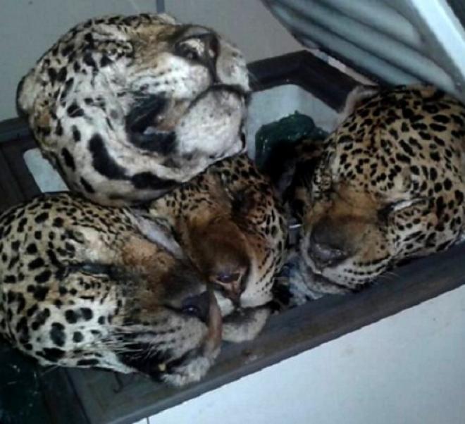 Ao menos 19 onças foram abatidas. Restos de outros animais também foram encontrados com o homem
