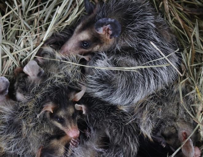 Os gambás são importantes para a fauna brasileira, mas sofrem preconceito por serem considerados “malcheirosos”