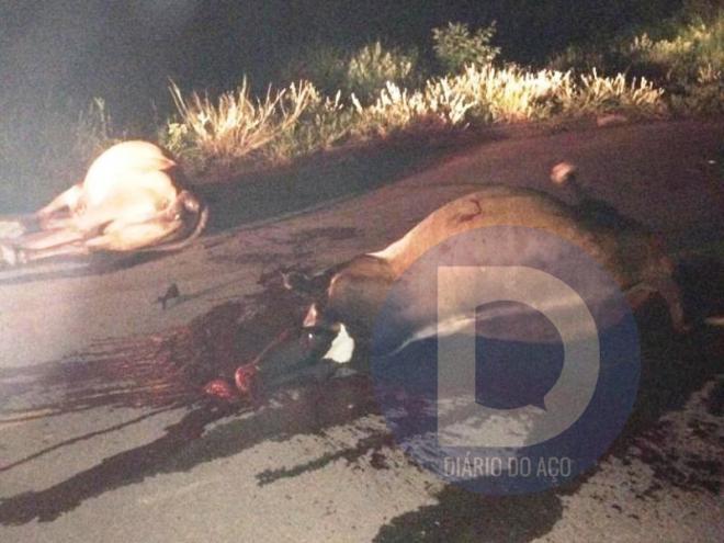 A vítima em uma motocicleta atingiu duas vacas durante a madrugada deste sábado