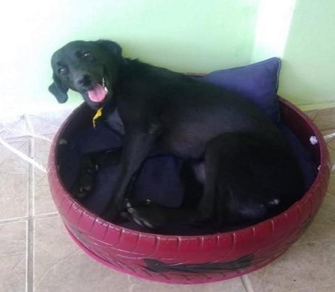 Até agora 13 cães foram beneficiados com o projeto