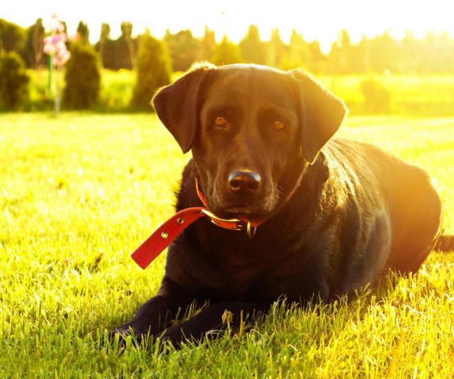 Os cães regulam sua temperatura através da língua, diferente dos humanos que possuem glândulas sudoríparas