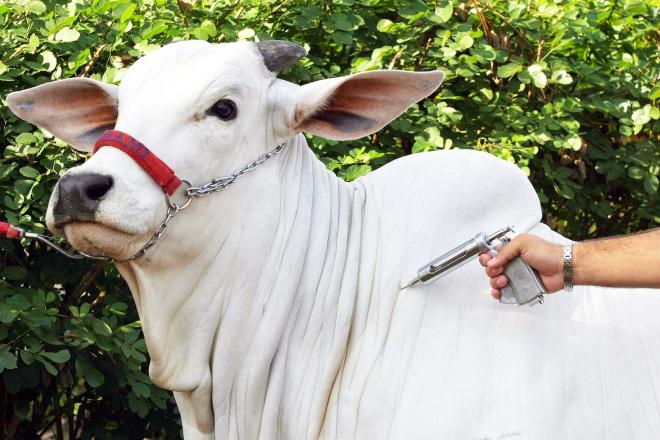 O local correto de aplicação é a ‘tábua’ do pescoço do animal