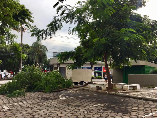 Árvore caiu no estacionamento da Câmara de Ipatinga durante tempestade de terça-feira (19)