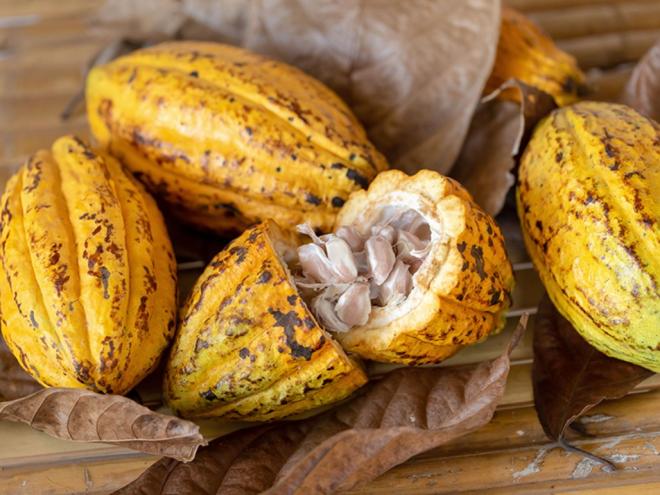 O cacau em seu estado natural em nada lembra o chocolate. É da castanha da fruta que é feito a iguaria que ganhou adeptos no mundo inteiro