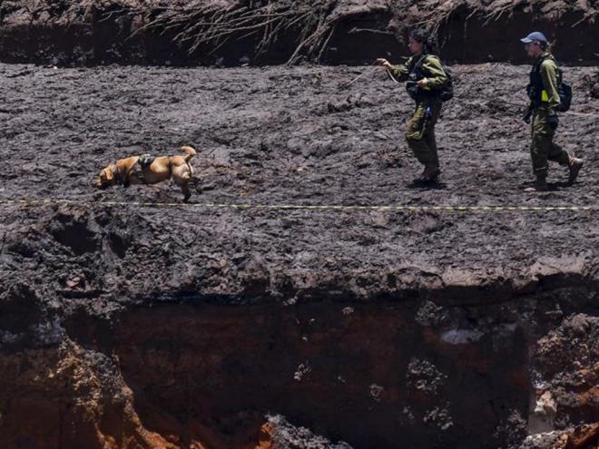 Equipes atuam em área de catástrofe com a ajuda de cães farejadores 