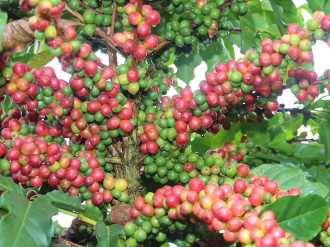 Minas Gerais tem cerca de 150 mil cafeicultores, a maioria deles agricultores familiares
