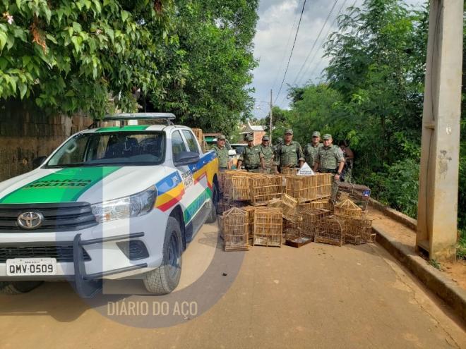 Mais de 150 gaiolas e armadilhas foram recolhidas na casa do criador ilegal