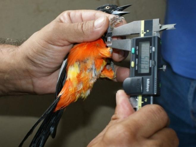 No Brasil, os animais silvestres somente podem ser criados com autorização do órgão ambiental 