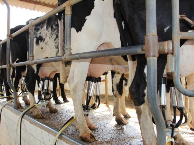Uma das atividades mais tradicionais do meio rural mineiro, a pecuária de leite está presente em 216,4 mil propriedades rurais mineiras (36% do total)