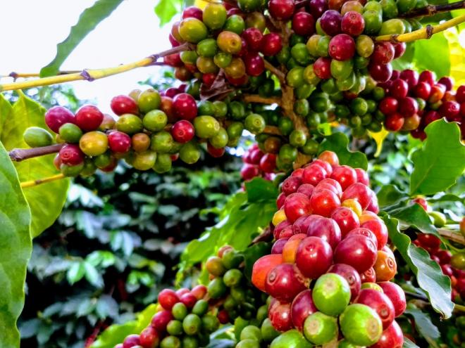 Café do Brasil é considerado o melhor do mundo; combinação de fatores, da produção à torra favorece a bebida nativa 