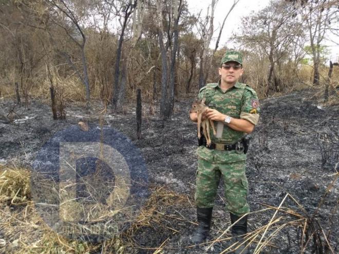 O filho de veado-campeiro foi encaminhado para ser cuidado de uma veterinária