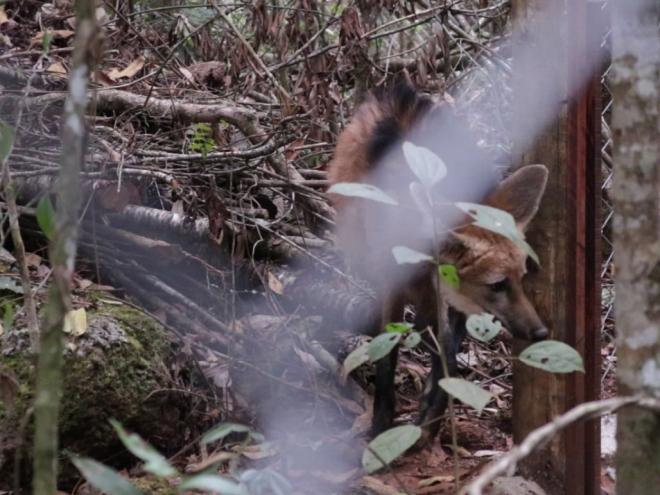 Equipe acompanha os animais também após a volta à natureza