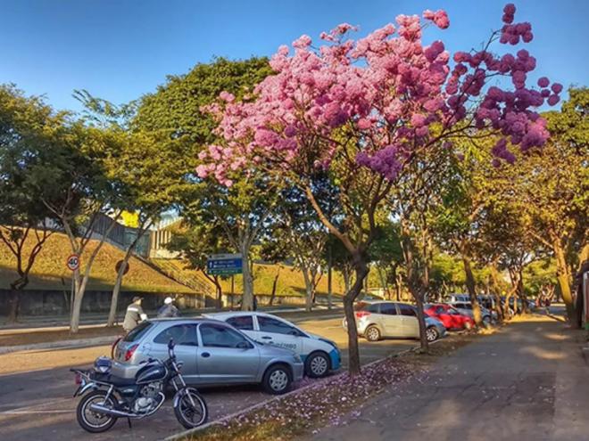 A avenida Burle Marx terá barracas com iguarias típicas da festa