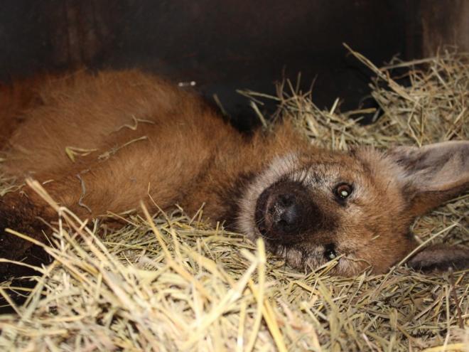 Animal foi resgatado em Santana de Manhuaçu e chegou nesta semana à Usipa