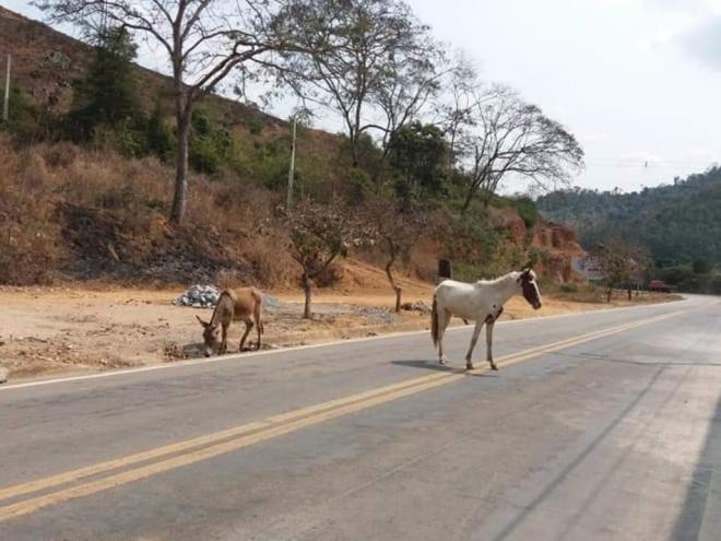 Equinos são fotografados na entrada de Cava Grande