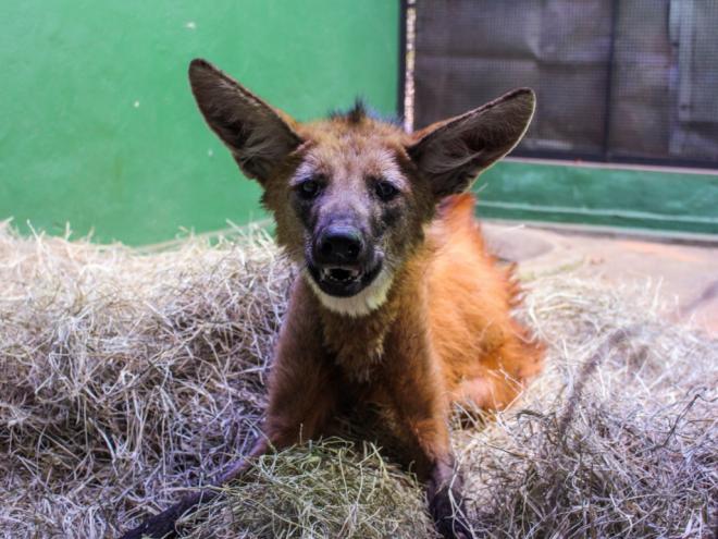 Animal, que veio de Governador Valadares, foi atropelado e estava com uma grave fratura na perna