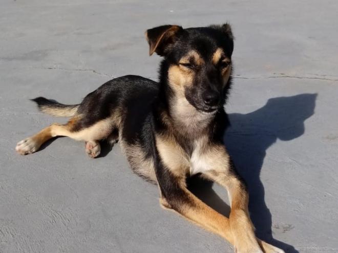 O Dia do Médico Veterinário é comemorado anualmente no dia 9 de setembro