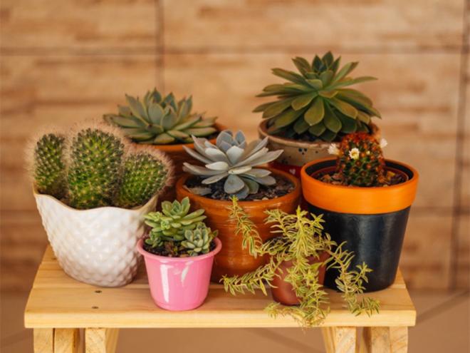 O encontro em uma escola vai reunir amantes de cactos e suculentas