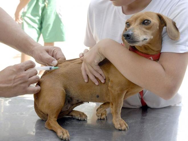 Donos de cães e gatos devem imunizar os animais em um dos postos de atendimento oferecidos em Ipatinga 