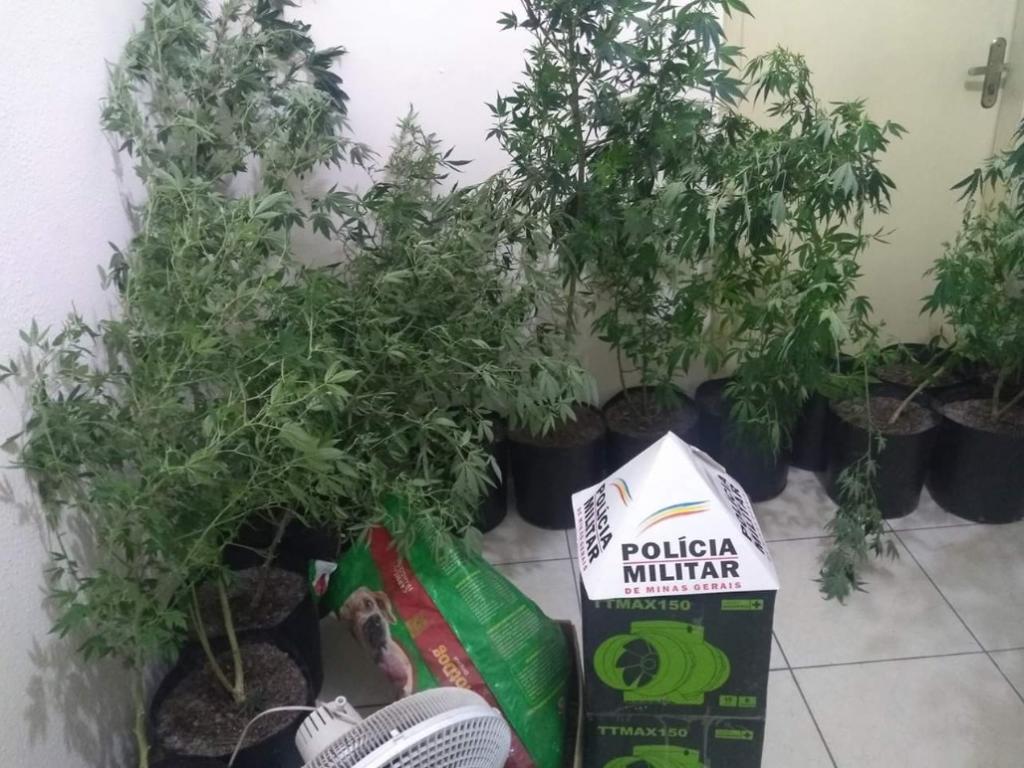 Plantação foi encontrada numa área de sítios afastada da cidade