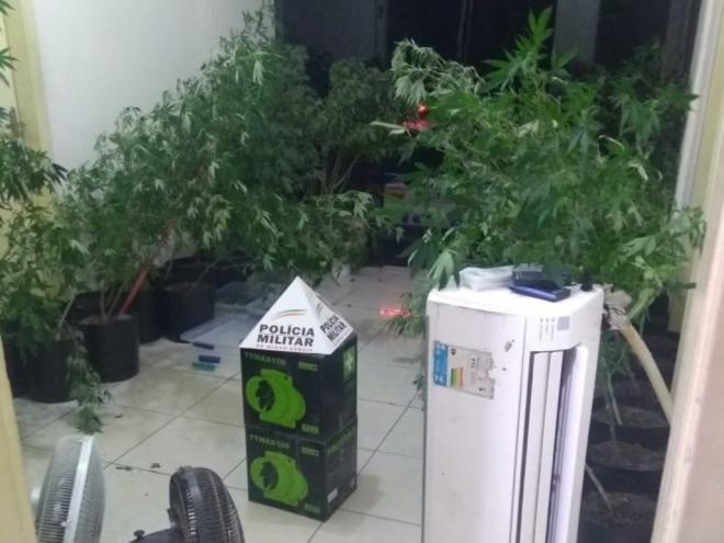 Em sítio, no Petrópolis, policiais militares apreenderam plantas de Cannabis sativa e equipamentos da estufa